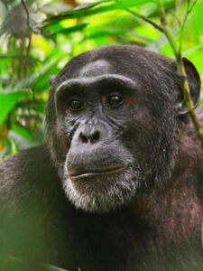 Chimpanzee Tracking