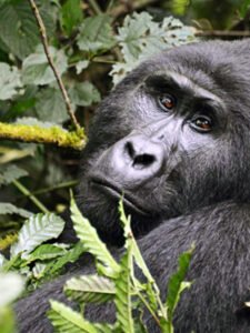 Gorilla Tracking